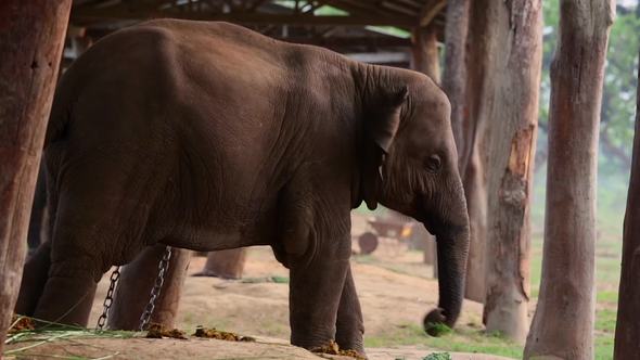 Elephant in Nepal by Galyna_Andrushko | VideoHive